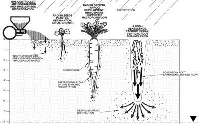 A Cost-Effective, Low-Impact Remedial Approach for Metals: Utilizing Phyto-Enhancement to Accelerate pH Adjustment of Shallow Groundwater