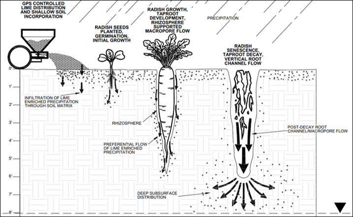 A Cost-Effective, Low-Impact Remedial Approach for Metals: Utilizing Phyto-Enhancement to Accelerate pH Adjustment of Shallow Groundwater